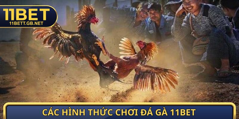 Đá Gà 11BET - Sảnh Cược Hấp Dẫn Với 1000 Trận Đấu Mỗi Ngày 2 Các hình thức chơi đá gà 11BET