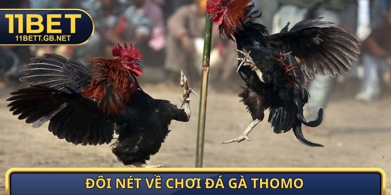 Đá Gà Thomo - Giải Mã Luật Chơi Và Kinh Nghiệm Từ Cao Thủ 2 Đôi nét về chơi đá gà Thomo