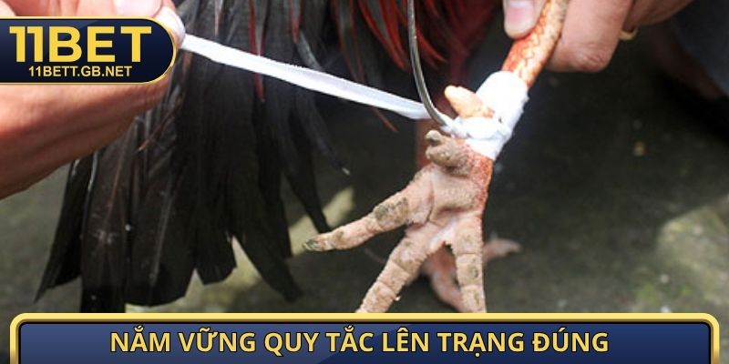 Cựa Gà Đá - Bí Quyết Chọn Cùng Kỹ Thuật Lên Cựa Cực Chuẩn 3 Nắm vững quy tắc lên trạng đúng phương pháp