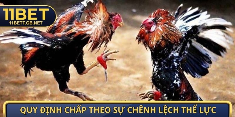 Đá Gà Thomo - Giải Mã Luật Chơi Và Kinh Nghiệm Từ Cao Thủ 3 Quy định chấp theo sự chênh lệch thể lực