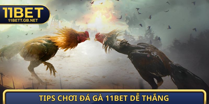 Đá Gà 11BET - Sảnh Cược Hấp Dẫn Với 1000 Trận Đấu Mỗi Ngày 3 Tips chơi đá gà 11BET dễ thắng