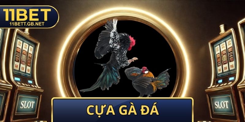 Cựa Gà Đá - Bí Quyết Chọn Cùng Kỹ Thuật Lên Cựa Cực Chuẩn 1 Cựa Gà Đá